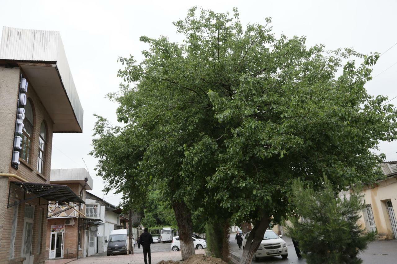 Gulsara Hostel Semerkant Dış mekan fotoğraf